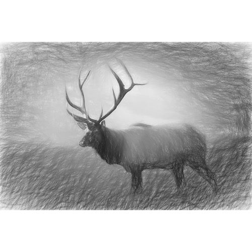 Deiter, Lori 아티스트의 Bull Elk Sketch   작품