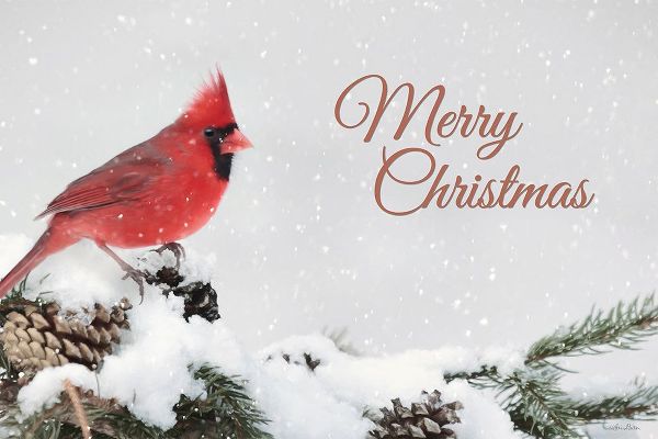 Deiter, Lori 아티스트의 Merry Christmas Cardinal작품입니다.