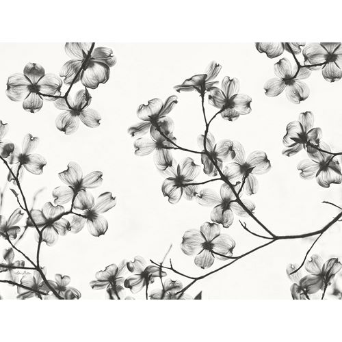 Deiter, Lori 아티스트의 Dogwood Blossom Silhouette작품입니다.
