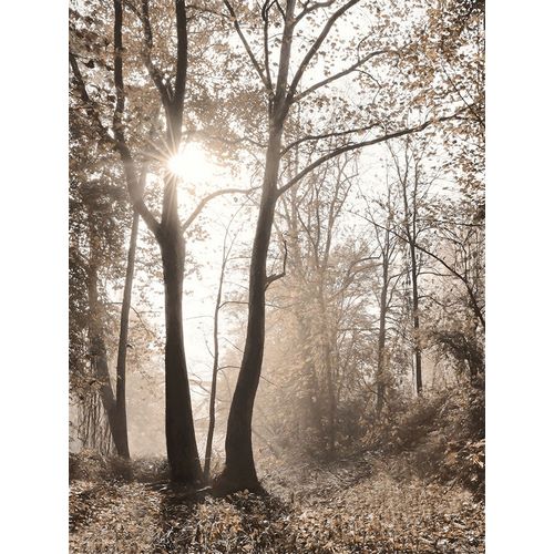 Deiter, Lori 아티스트의 Woodland Sunrise작품입니다.