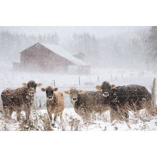 Deiter, Lori 아티스트의 Cold Cows on the Farm작품입니다.