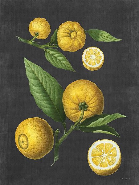 Lettered and Lined 아티스트의 Lemon Citrus작품입니다.