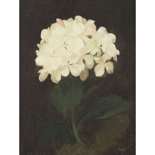 Lettered And Lined 작가의 Vintage White Hydrangea 작품