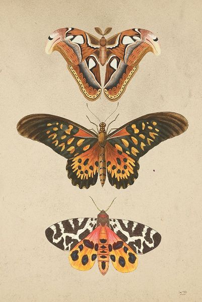 Lux + Me Designs 아티스트의 Butterfly and Moths작품입니다.