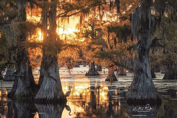 Sunset in the Swamps