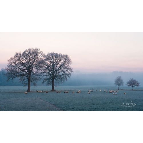 Sheep on a Cold Morning