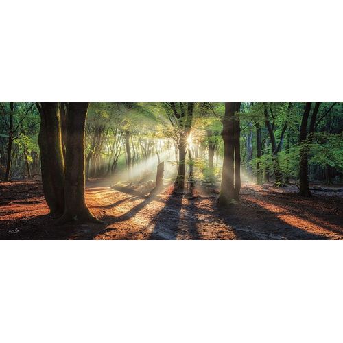 Sun Rays in the Forest I