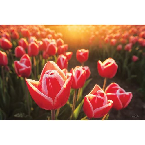 Podt, Martin 작가의 Tulips at Sunrise 작품