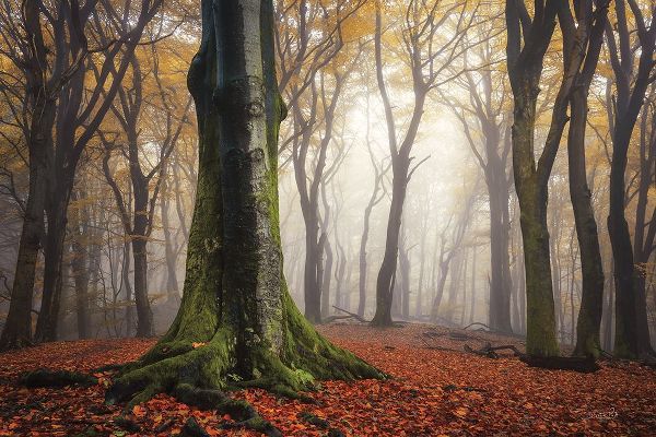 Podt, Martin 아티스트의 Autumn in the Forest 작품입니다.