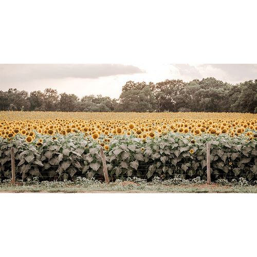 Rigsby, Jennifer 아티스트의 Sunflower Field No. 7작품입니다.