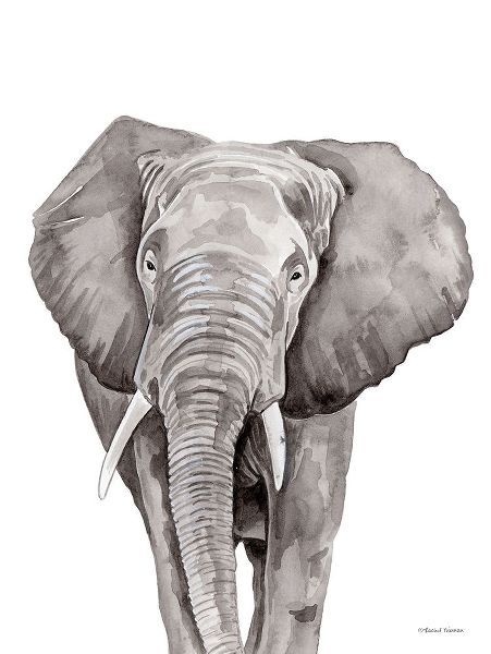 Safari Elephant Peek-a-boo