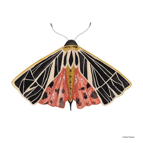 Naturally Wonderful Moth