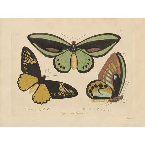 Stellar Design Studio 아티스트의 Vintage Butterflies 3작품입니다.