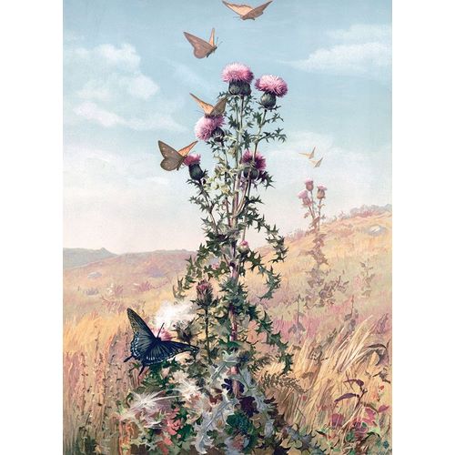 Meadow Butterflies