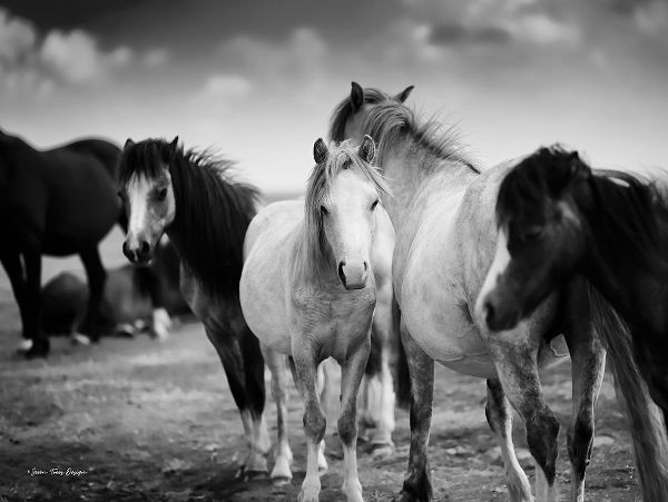 Black and White Horses