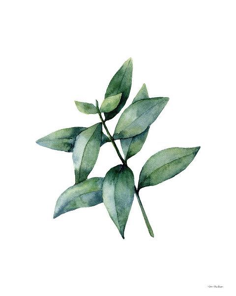 Eucalyptus IV