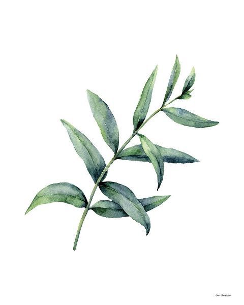 Eucalyptus V