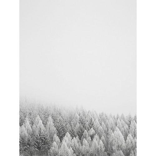Seven Trees Design 아티스트의 The White Forest   작품