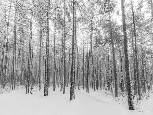 Seven Trees Design 아티스트의 Let It Snow Forest   작품