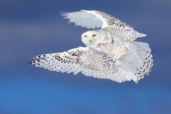 Cumming, Jim 작가의 Flight Of The Snowy - Snowy Owl 작품