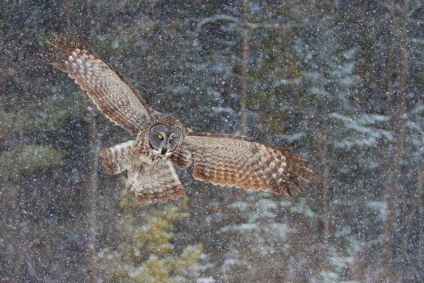 Cumming, Jim 작가의 Great Grey Owl In Snowfall 작품