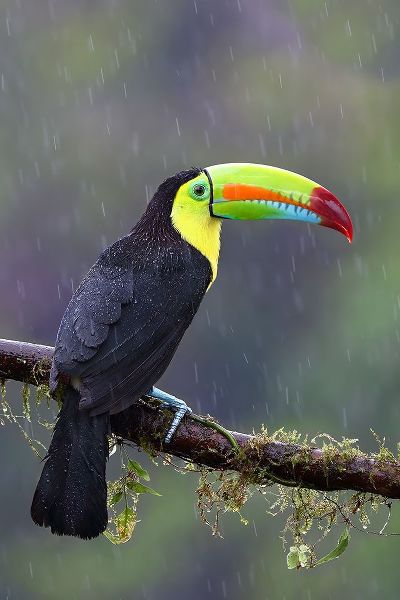 Cumming, Jim 작가의 Keel-Billed Toucan - Costa Rica 작품