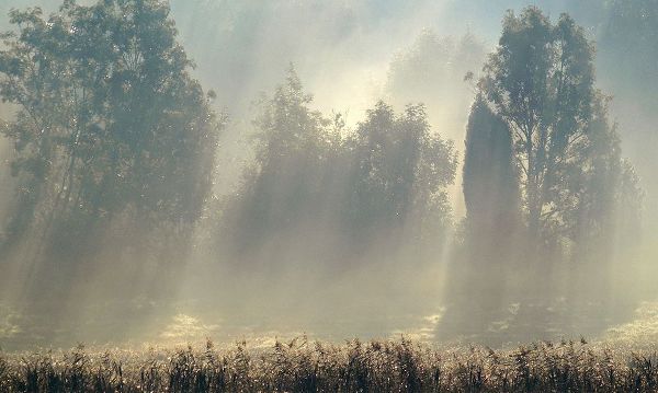 Wallberg, Allan 아티스트의 Misty Morning In The Forest.작품입니다.