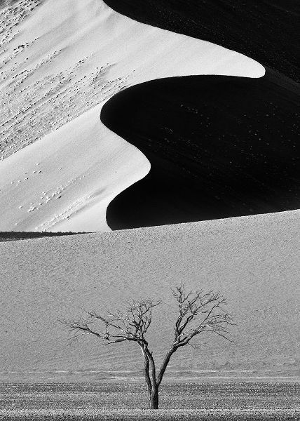 Khataw, Ali 아티스트의 Dune Curves작품입니다.