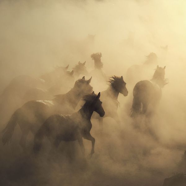 Taskin, Huseyin 아티스트의 Migration Of Horses작품입니다.