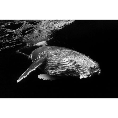 Gabriel, Barathieu 아티스트의 Humpback Whale Calf작품입니다.