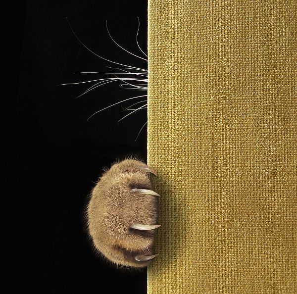 Kuznetsova, Iryna 아티스트의 Shy Cat ...작품입니다.