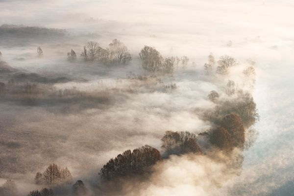 Galimberti, Marco 작가의 Trees In The Fog 작품