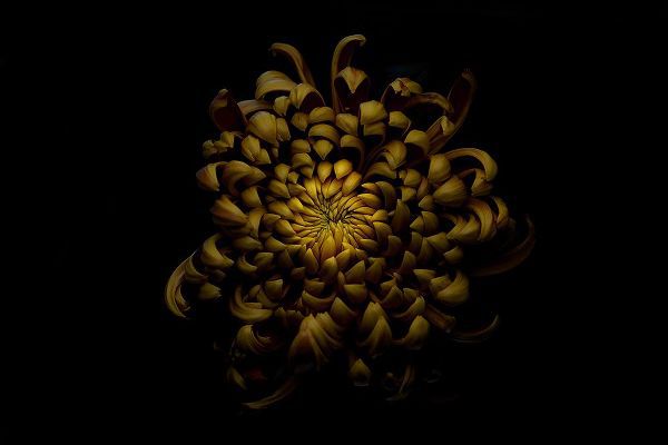 Gronkjar, Lotte 작가의 Chrysanthemum 작품