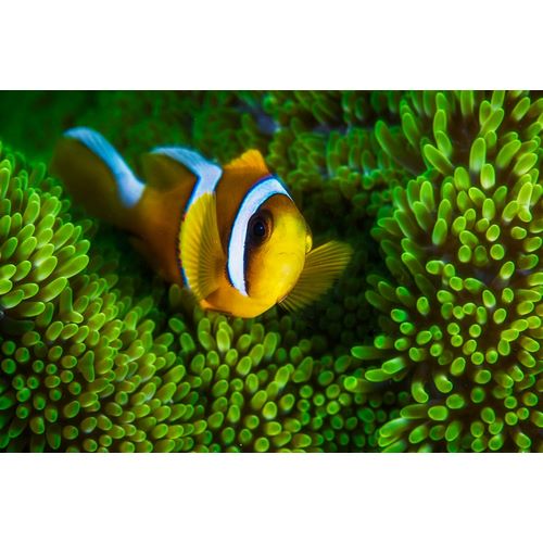 Gabriel, Barathieu 작가의 Yellow Clownfish On Green Anemon 작품