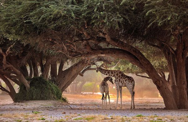 Damico, Giuseppe 작가의 Giraffe - Namibia 작품