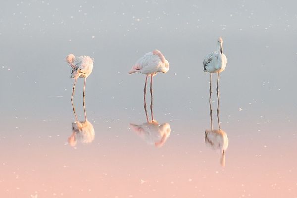 Rublina, Natalia 아티스트의 Three Flamingos ...작품입니다.