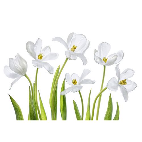 Disher, Mandy 아티스트의 White Tulips작품입니다.