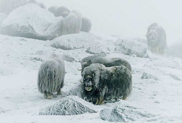 Damico, Giuseppe 작가의 Musk Ox-Between The Fog And Frost 작품