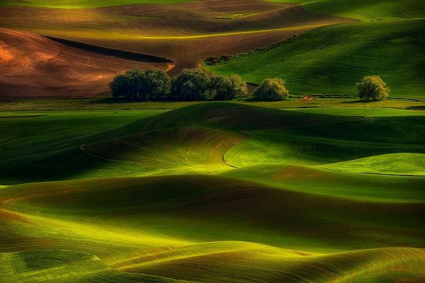 Jacobs, Lydia 작가의 Spring In The Palouse 작품