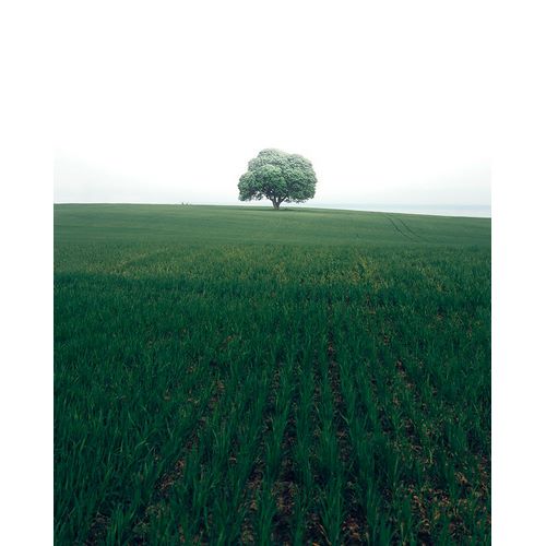 Lindsten, Christian 작가의 The Lonely Oak Tree 작품