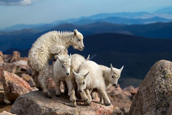 Verdon 작가의 Baby Goats At Play 작품