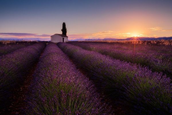 Luo, Donald 작가의 Provence Lavender 작품