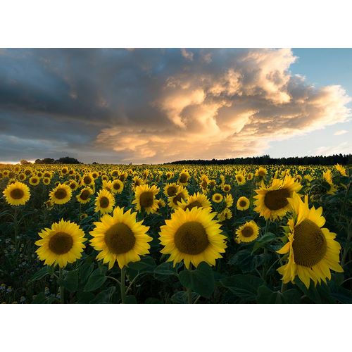 Lindsten, Christian 아티스트의 Sunflowers In Sweden.작품입니다.