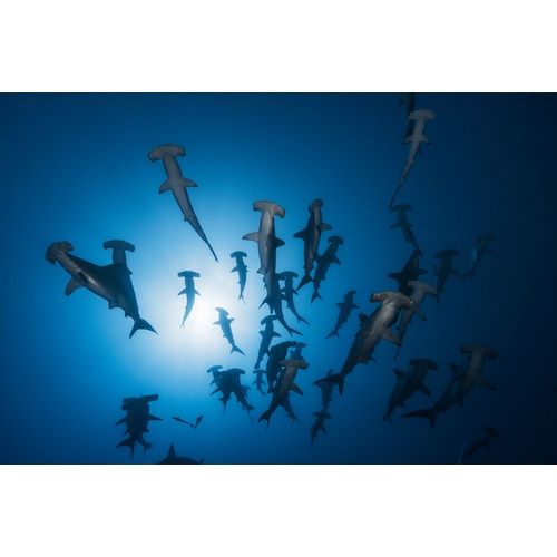 Gabriel, Barathieu 작가의 Hammerhead Shark - Underwater Photography 작품