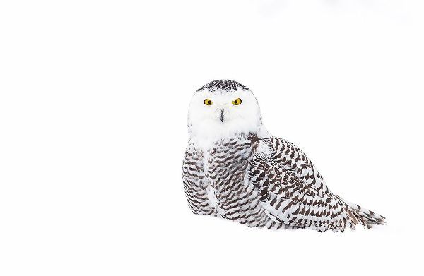 Cumming, Jim 작가의 Snowy Owl In Winter Snow 작품