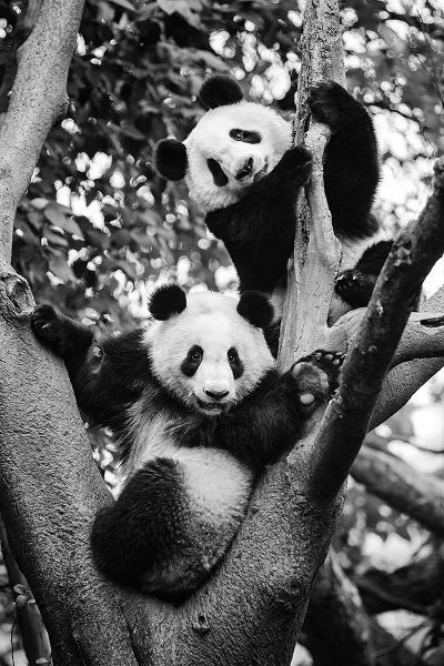 Chengzhou, Zhou 아티스트의 Panda World 1작품입니다.