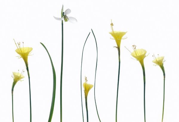 Gronkjar, Lotte 아티스트의 Spring Flowers작품입니다.