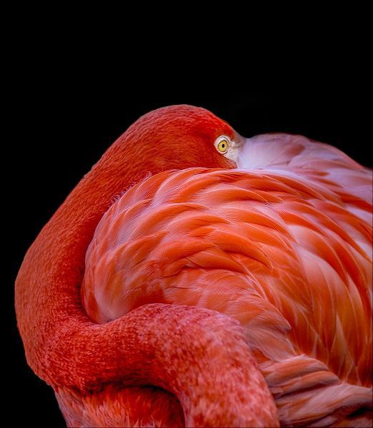 Coenders, Chris 아티스트의 Flamingo작품입니다.