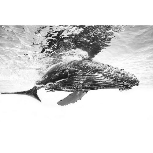 Gabriel, Barathieu 아티스트의 Humpback whale calf작품입니다.