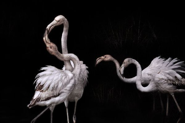 Benezech, Martine 작가의 Tango And Flamingos 작품